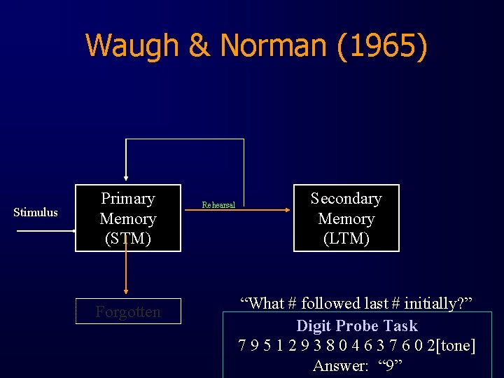 Waugh & Norman (1965) Stimulus Primary Memory (STM) Forgotten Rehearsal Secondary Memory (LTM) “What