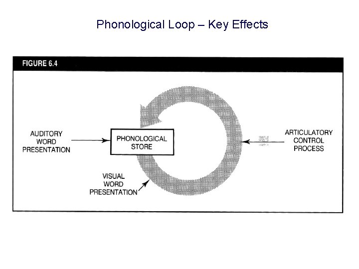 Phonological Loop – Key Effects 