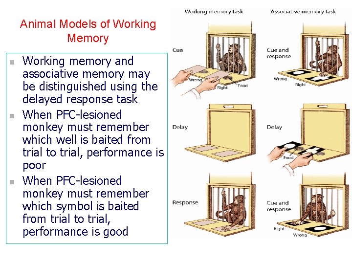 Animal Models of Working Memory n n n Working memory and associative memory may