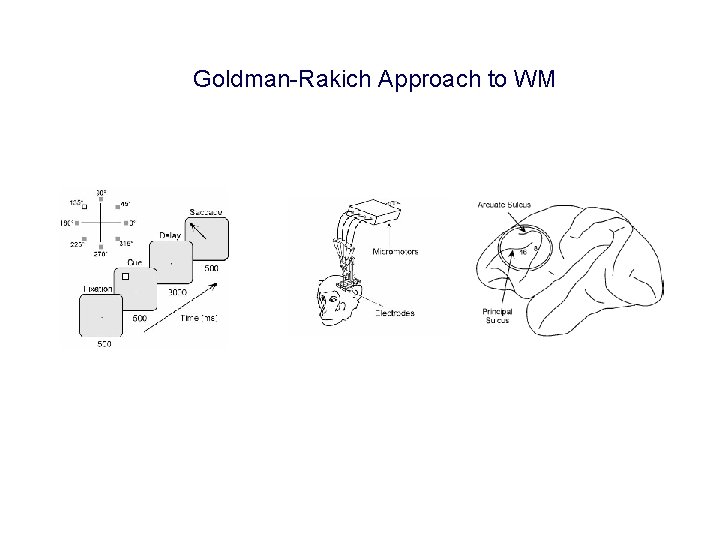 Goldman-Rakich Approach to WM 