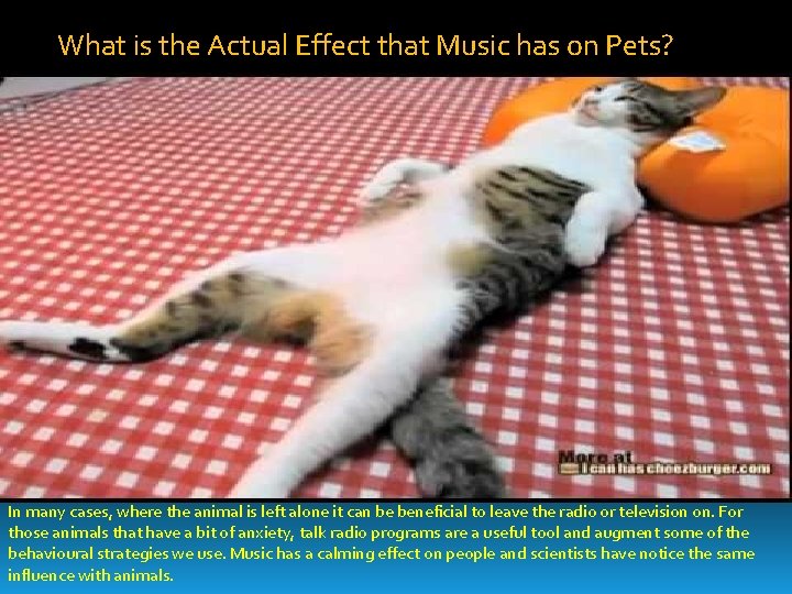  What is the Actual Effect that Music has on Pets? In many cases,