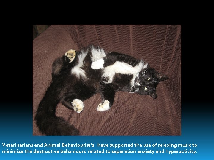 Veterinarians and Animal Behaviourist's have supported the use of relaxing music to minimize the