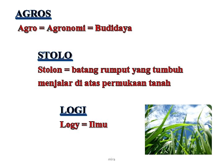 AGROS Agro = Agronomi = Budidaya STOLO Stolon = batang rumput yang tumbuh menjalar