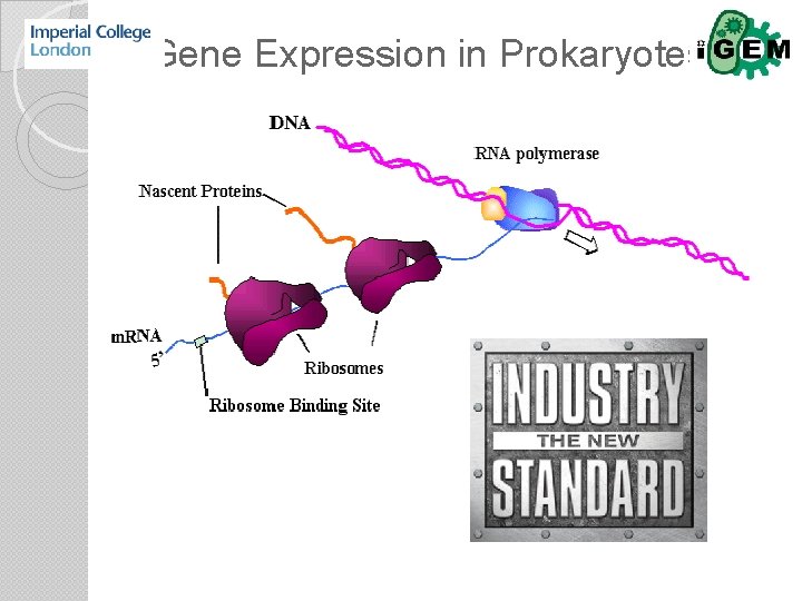 Gene Expression in Prokaryotes 