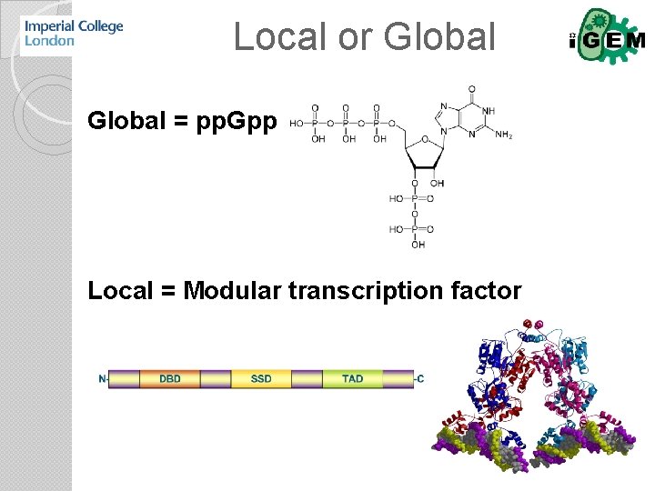 Local or Global = pp. Gpp Local = Modular transcription factor 
