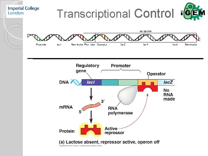 Transcriptional Control 