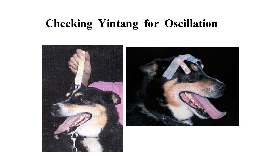 Checking Yintang for Oscillation 