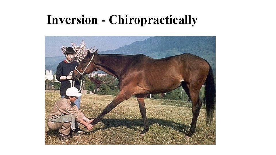 Inversion - Chiropractically 