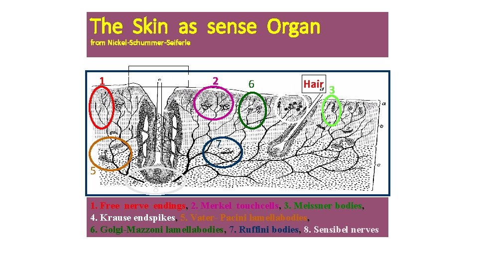 The Skin as sense Organ from Nickel-Schummer-Seiferle 1 Hair of touch 2 6 4