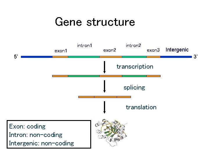 Gene structure intron 1 exon 2 intron 2 exon 3 5’ 3’ transcription splicing