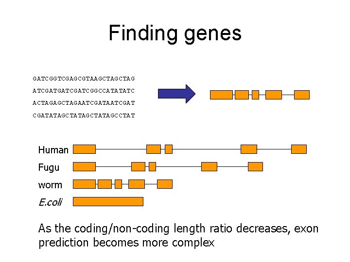 Finding genes GATCGGTCGAGCGTAAGCTAG ATCGATGATCGGCCATATATC ACTAGAGCTAGAATCGATATAGCTATAGCCTAT Human Fugu worm E. coli As the coding/non-coding length