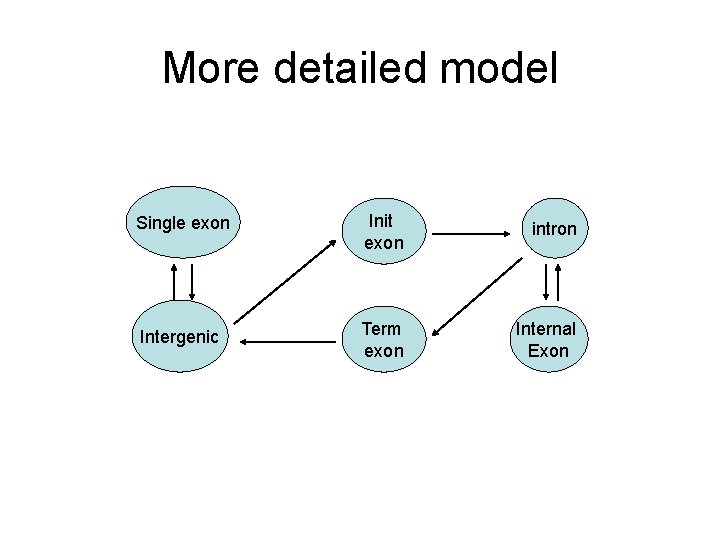 More detailed model Single exon Init exon intron Intergenic Term exon Internal Exon 
