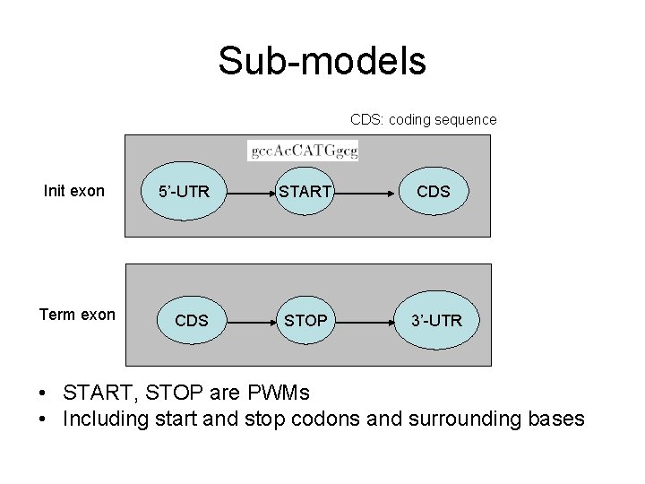 Sub-models CDS: coding sequence Init exon Term exon 5’-UTR START CDS STOP 3’-UTR •
