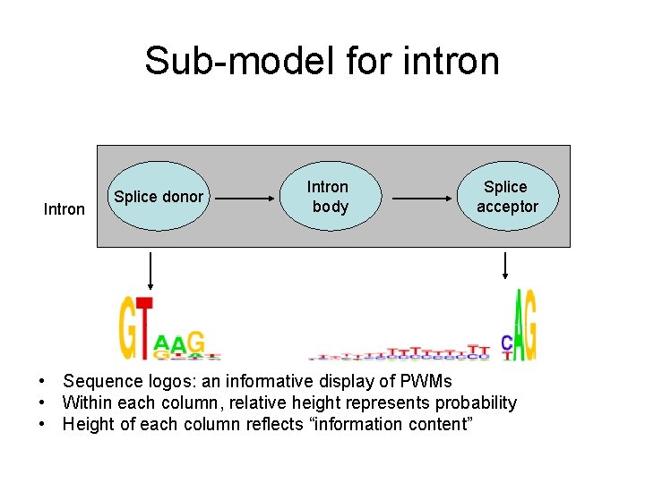 Sub-model for intron Intron Splice donor Intron body Splice acceptor • Sequence logos: an