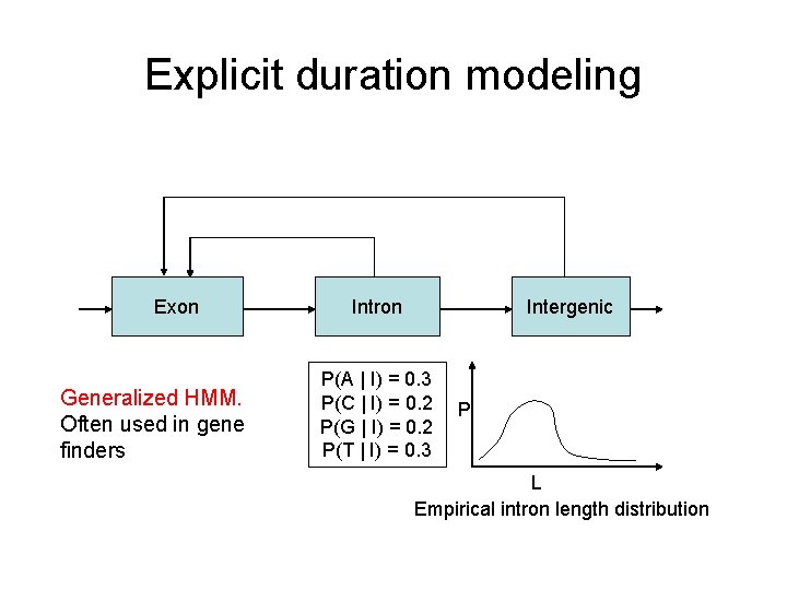 Explicit duration modeling Exon Generalized HMM. Often used in gene finders Intron Intergenic P(A