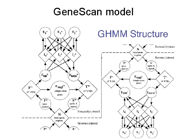 Gene. Scan model 