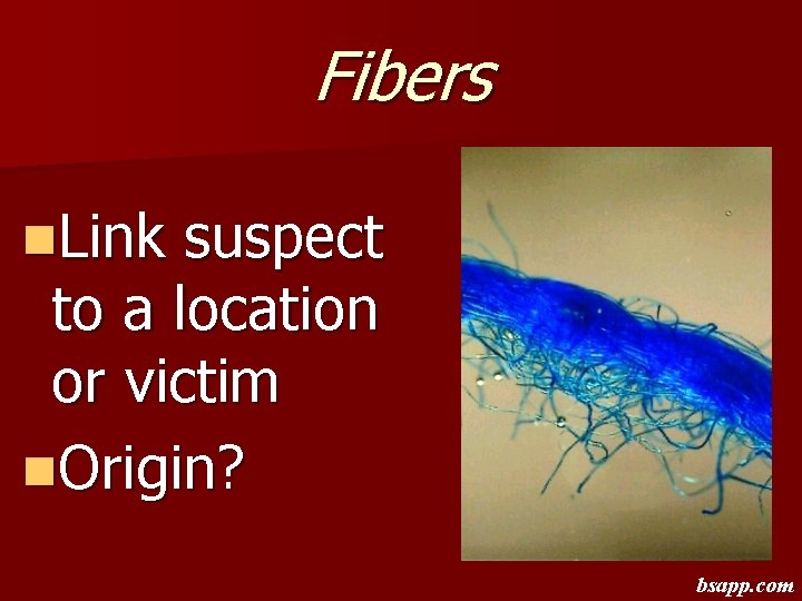 Fibers n. Link suspect to a location or victim n. Origin? bsapp. com 