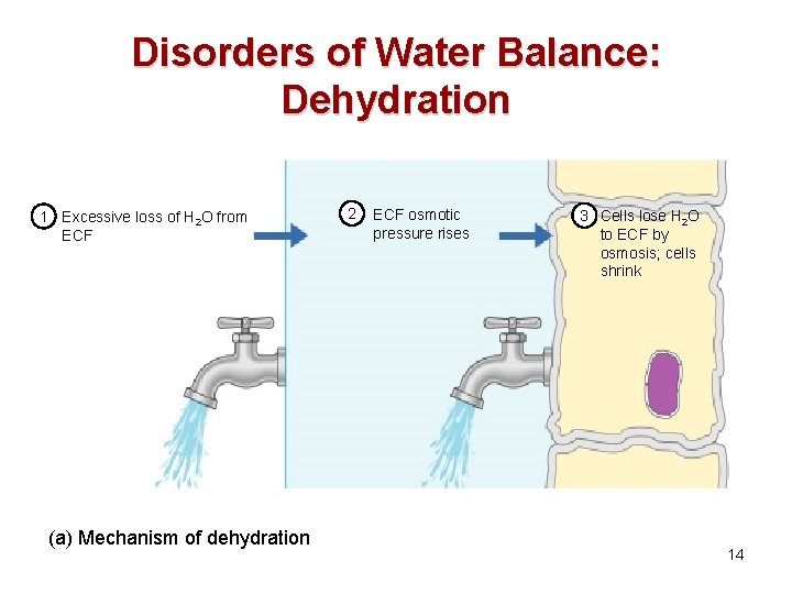 Disorders of Water Balance: Dehydration 1 Excessive loss of H 2 O from ECF