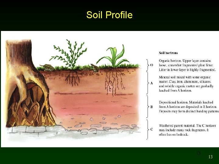 Soil Profile 13 13 