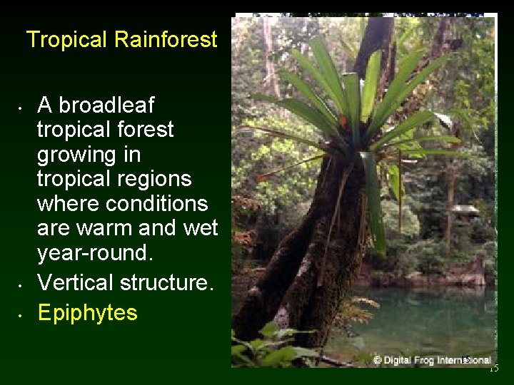 Tropical Rainforest • • • A broadleaf tropical forest growing in tropical regions where