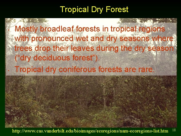 Tropical Dry Forest • • Mostly broadleaf forests in tropical regions with pronounced wet