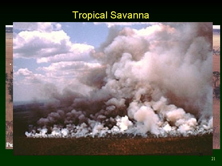 Tropical Savanna • Tropical grassland with a few scattered trees; characterized by pronounced wet