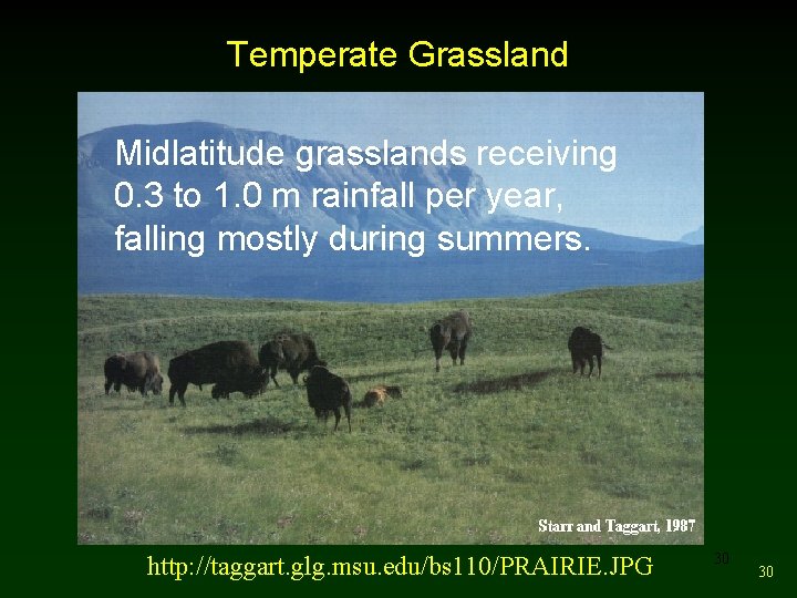 Temperate Grassland Midlatitude grasslands receiving 0. 3 to 1. 0 m rainfall per year,