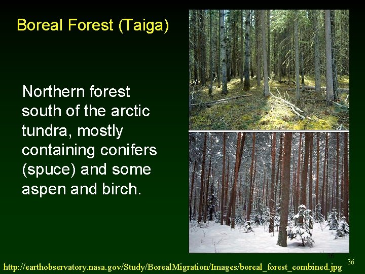 Boreal Forest (Taiga) Northern forest south of the arctic tundra, mostly containing conifers (spuce)