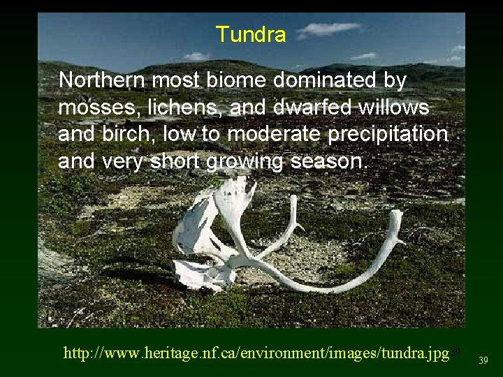 Tundra Northern most biome dominated by mosses, lichens, and dwarfed willows and birch, low