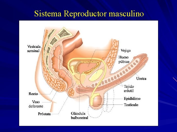 Sistema Reproductor masculino 