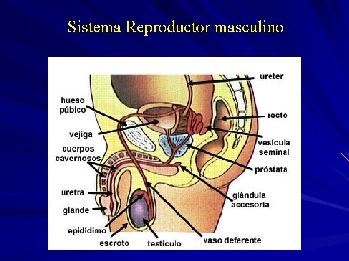 Sistema Reproductor masculino 