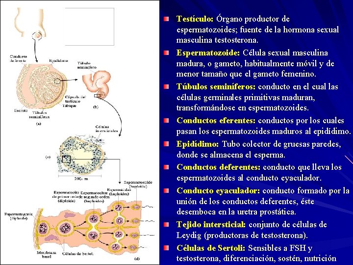 Testículo: Órgano productor de espermatozoides; fuente de la hormona sexual masculina testosterona. Espermatozoide: Célula