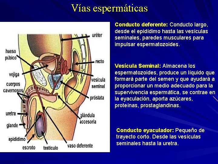 Vías espermáticas Conducto deferente: Conducto largo, desde el epidídimo hasta las vesículas seminales, paredes