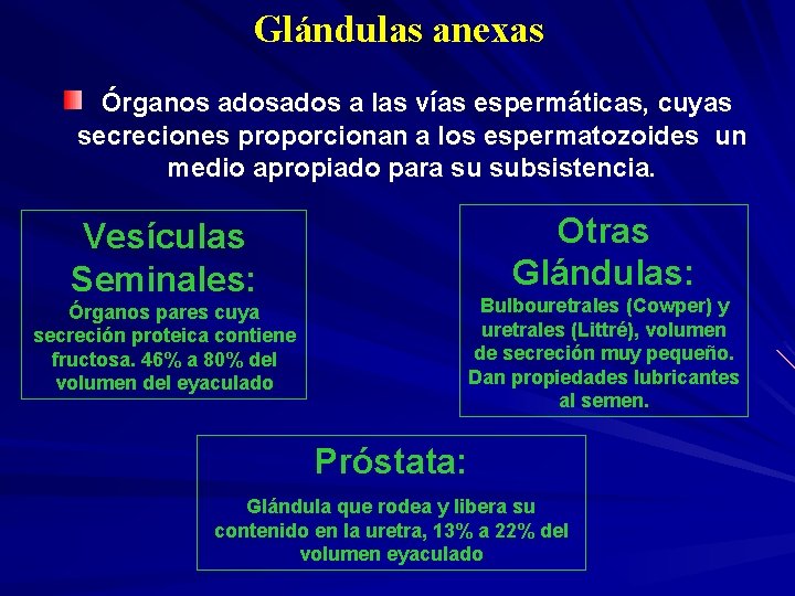 Glándulas anexas Órganos ados a las vías espermáticas, cuyas secreciones proporcionan a los espermatozoides