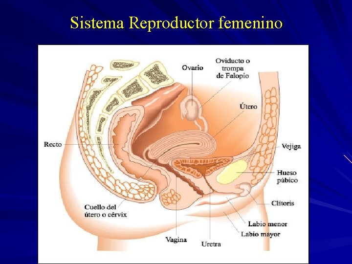 Sistema Reproductor femenino 