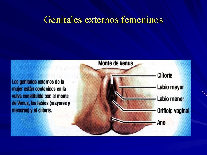 Genitales externos femeninos 