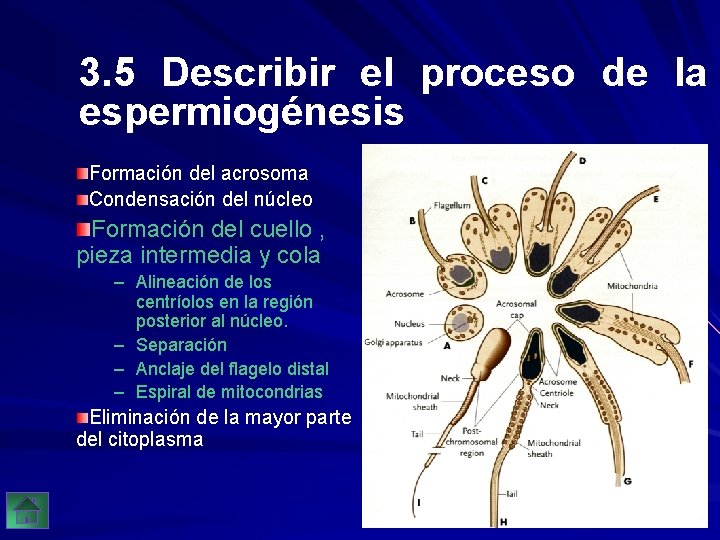 3. 5 Describir el proceso de la espermiogénesis Formación del acrosoma Condensación del núcleo