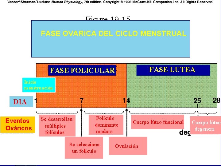 FASE OVARICA DEL CICLO MENSTRUAL FASE LUTEA FASE FOLICULAR Inicio menstruación DIA Eventos Ováricos