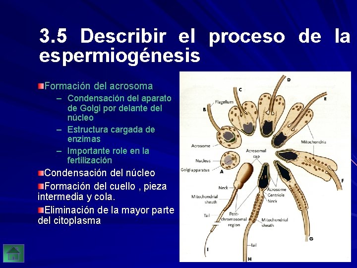 3. 5 Describir el proceso de la espermiogénesis Formación del acrosoma – Condensación del