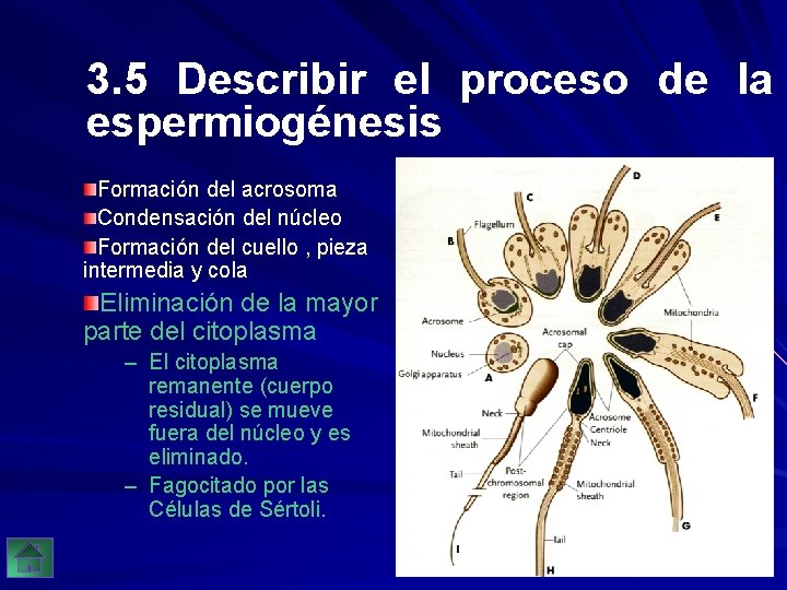 3. 5 Describir el proceso de la espermiogénesis Formación del acrosoma Condensación del núcleo