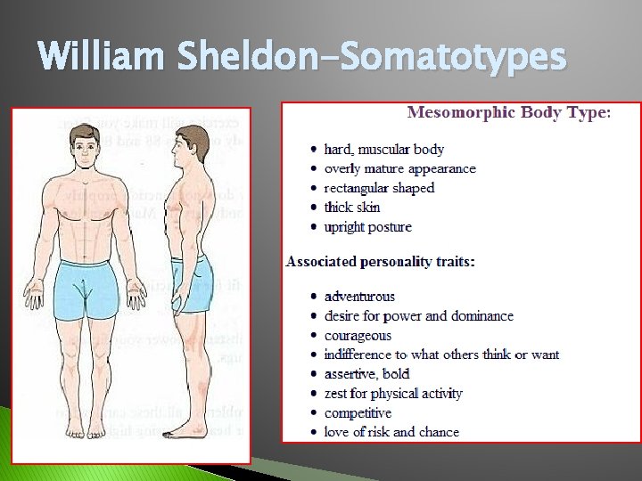 William Sheldon-Somatotypes 