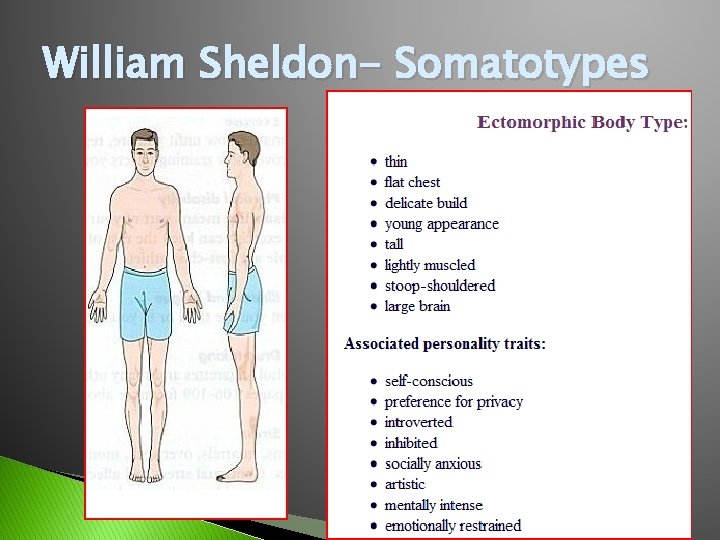 William Sheldon- Somatotypes 