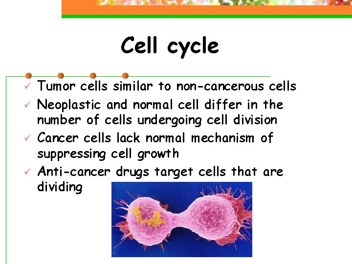 Cell cycle ü ü Tumor cells similar to non-cancerous cells Neoplastic and normal cell