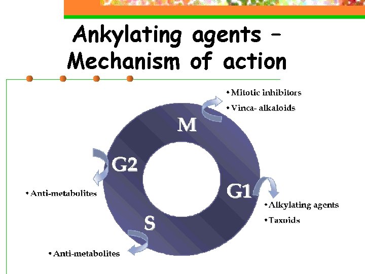 Ankylating agents – Mechanism of action 