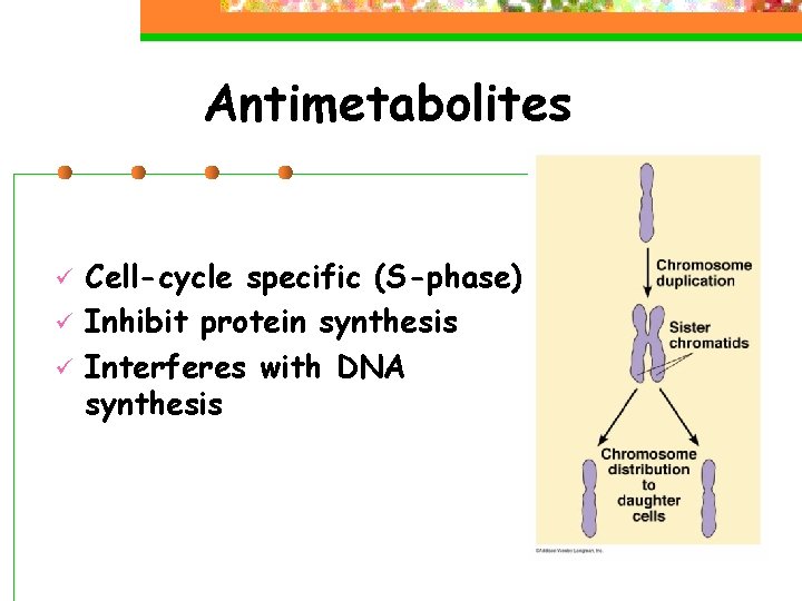 Antimetabolites ü ü ü Cell-cycle specific (S-phase) Inhibit protein synthesis Interferes with DNA synthesis