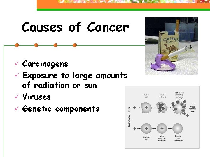 Causes of Cancer ü ü Carcinogens Exposure to large amounts of radiation or sun
