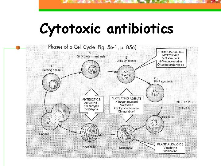 Cytotoxic antibiotics 