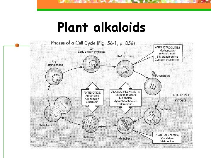 Plant alkaloids 