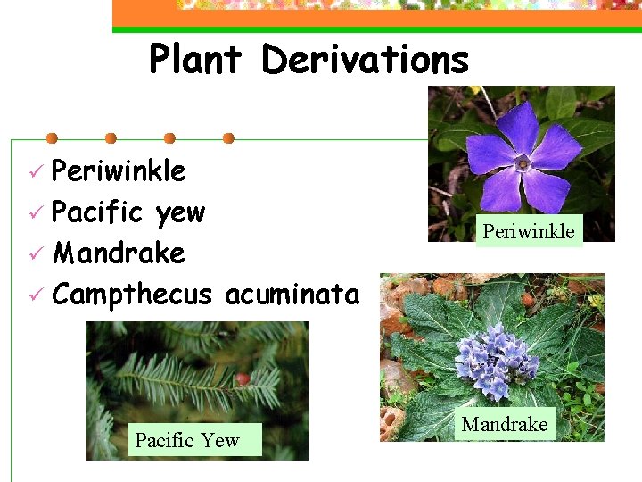 Plant Derivations Periwinkle ü Pacific yew ü Mandrake ü Campthecus acuminata ü Pacific Yew