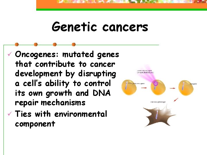 Genetic cancers ü ü Oncogenes: mutated genes that contribute to cancer development by disrupting